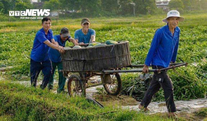 Thương lái tới tận ruộng mua dưa hấu, nông dân Đà Nẵng quẳng mối lo chờ "giải cứu".