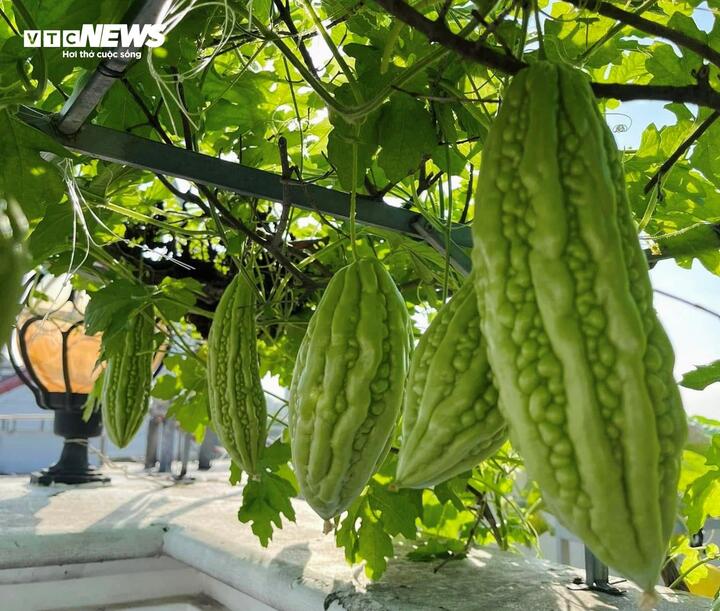 Mê mẩn với khu vườn trên sân thượng, trĩu quả 'ăn quanh năm không hết' - 14