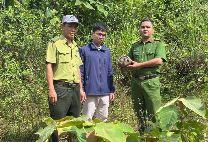 Lực lượng chức năng thả tê tê quý hiếm về môi trường tự nhiên. (Ảnh: C.A)