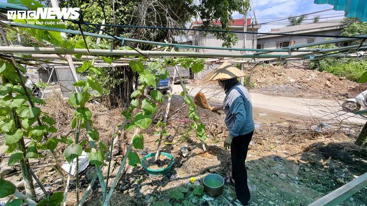 Những luống đậu non, giàn mướp được bà Lưu chăm sóc ở khoảng đất gần nhà.