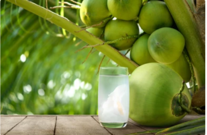 Nước dừa tốt cho sức khoẻ nhưng cần uống đúng cách (Ảnh: Shutterstock)