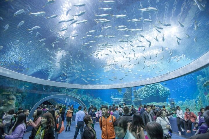 Bên trong Chimelong Ocean Kingdom – thủy cung lớn nhất thế giới ở Trung Quốc. (Ảnh: Chimelong Ocean Kingdom)