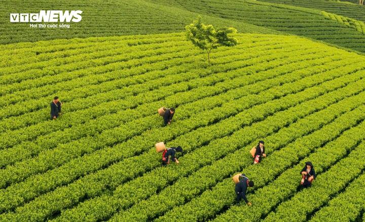Cây chè mang lại hơn 13.600 tỷ đồng mỗi năm cho tỉnh Thái Nguyên.