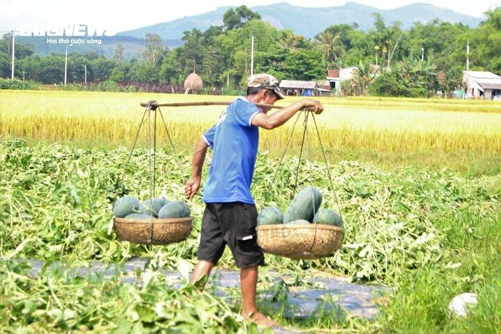 Thời tiết thuận lợi giúp dưa hấu đạt chất lượng tốt.