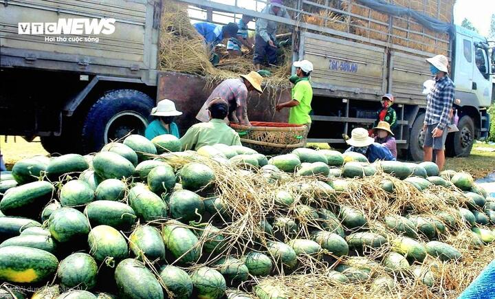 Thương lái đưa xe tải tới tận ruộng thu mua, vận chuyển dưa hấu.