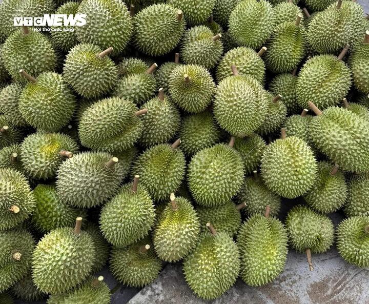Giá sầu riêng lao dốc khiến nhiều nhà vườn đối mặt nguy cơ thua lỗ nặng do chi phí phân bón, nhân công tăng cao. (Ảnh minh họa)