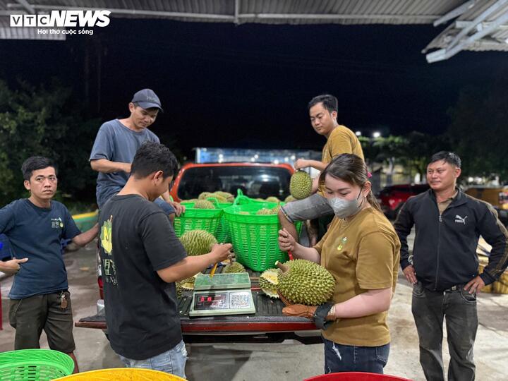 Thương lái cho biết chỉ cần phòng kiểm nghiệm dừng nhận mẫu đột xuất, cả chuỗi thu mua lập tức bị tê liệt.
