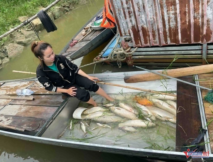 Cá nuôi lồng trên sông Lam chết hàng loạt chưa rõ nguyên nhân. (Ảnh: T.L)