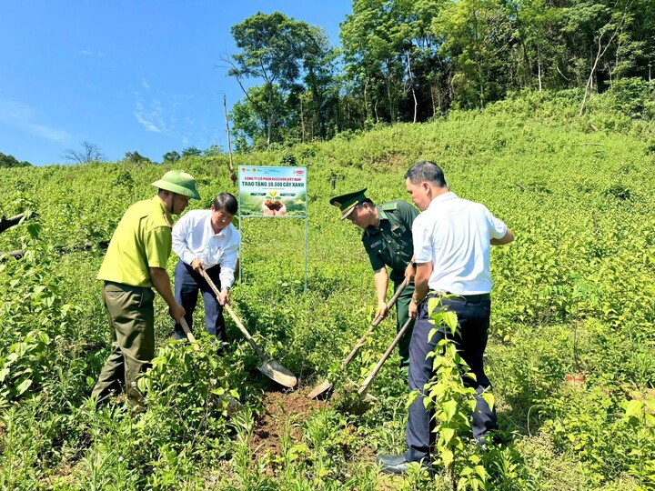 Khu vực trồng cây thuộc thôn Trăng - Tà Puồng, xã Hướng Lập, tỉnh Quảng Trị.