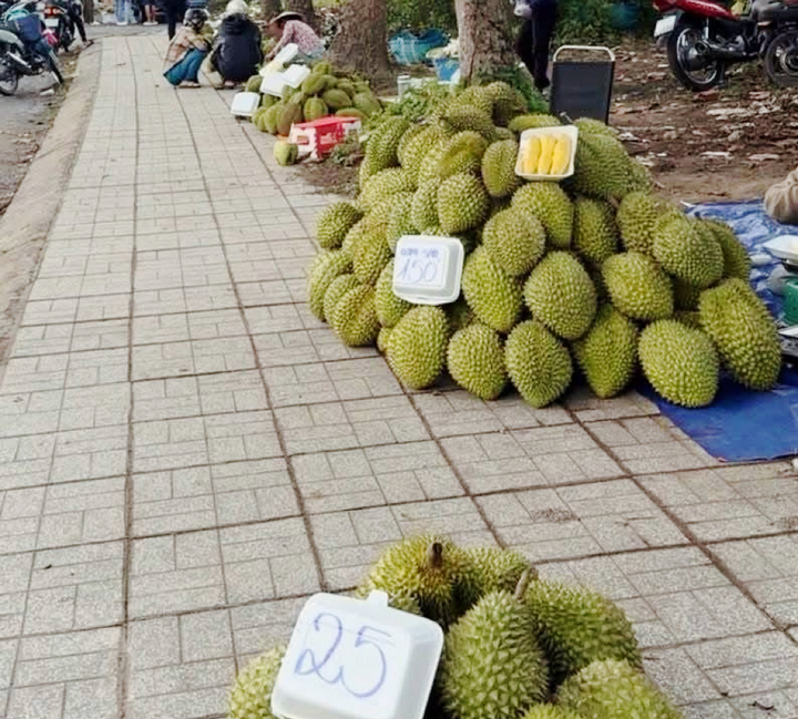 Nhiều nhà vườn phải mang sầu riêng ra bán ven đường khi thương lái giảm thu mua, giá liên tục lao dốc.