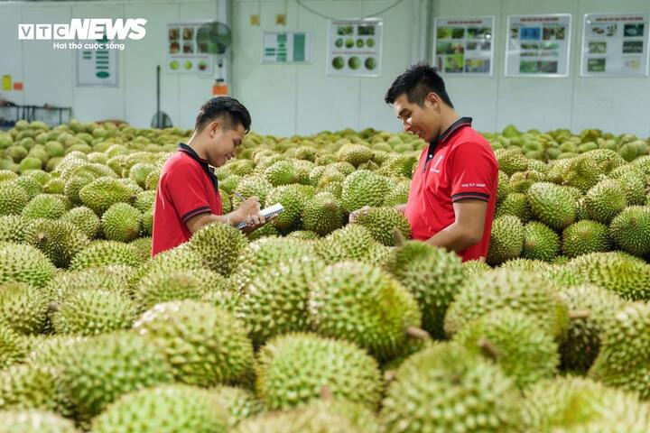 Các lô sầu riêng xuất khẩu được kiểm tra kỹ lưỡng.