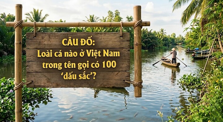 Loài cá nào ở Việt Nam trong tên gọi có 100 'dấu sắc'? (Ảnh minh họa)