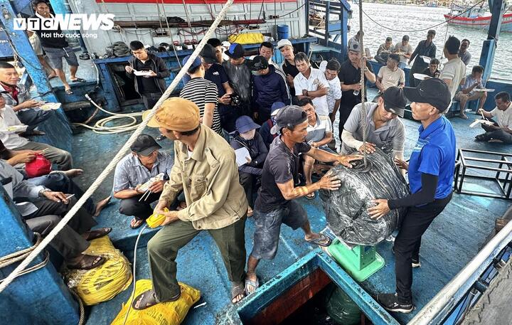 Ông Tiếng cho biết tàu có 51 lao động, hành nghề câu mực ở khu vực Trường Sa. Với mức giá hiện tại khoảng 317.000 đồng/kg, chuyến biển này tàu ông đạt doanh thu xấp xỉ 9 tỷ đồng. Sau khi trừ toàn bộ chi phí, mỗi thuyền viên có thu nhập dao động từ 120 – 150 triệu đồng.
