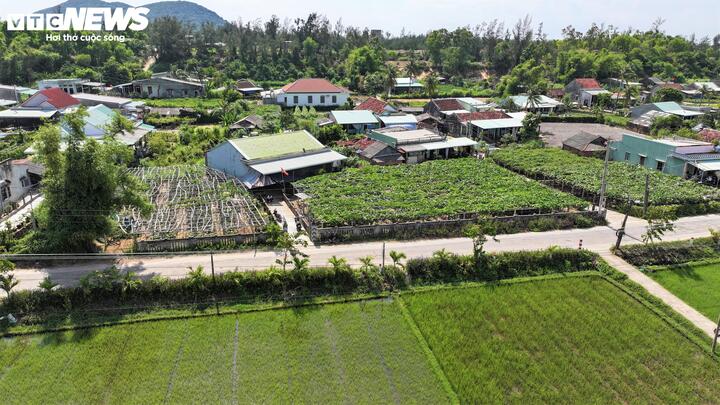 Nghề trồng bí đao khổng lồ ở Chánh Trạch thường bắt đầu từ tháng 11 Âm lịch, trải qua 6 tháng đòi hỏi sự kiên nhẫn và tỉ mỉ tối đa, những trái bí đao khổng lồ này mới đến độ thu hoạch.