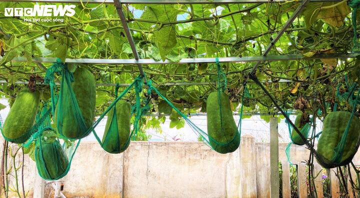 Nhìn vào khu vườn, hàng trăm trái bí được người dân chăm sóc, nâng niu, đặt nằm gọn gàng trên "võng" tạo nên một khung cảnh vừa lạ lẫm, vừa thú vị.