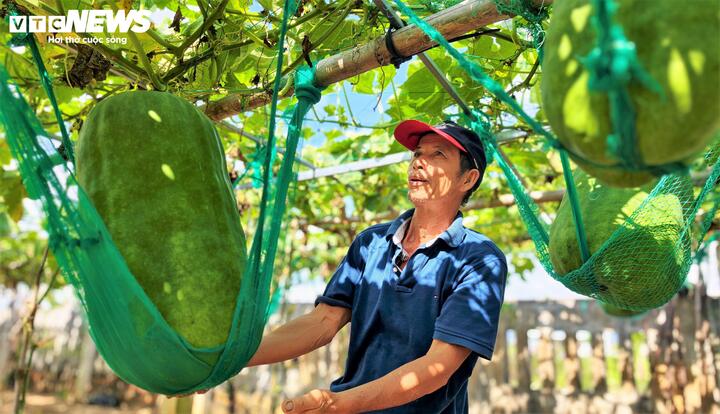 "Khi bí đạt đến kích thước tối đa, vỏ ngoài sẽ xanh đậm lại và phủ một lớp phấn trắng dày là lúc người nông dân bắt đầu chuẩn bị cho mùa thu hoạch. Mỗi lần thu hoạch phải cần đến 2 người khỏe mạnh để khiêng một trái bí từ giàn ra xe", ông Biên chia sẻ