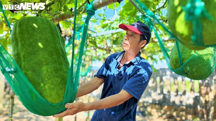 Người dân làng Chánh Trạch phải dùng xi măng, sắt thép hoặc dùng những thân tre già, chắc nhất để làm trụ và giàn. Khi trái bí lớn nhanh như thổi, công đoạn quan trọng nhất là "mắc võng" cho bí nằm.