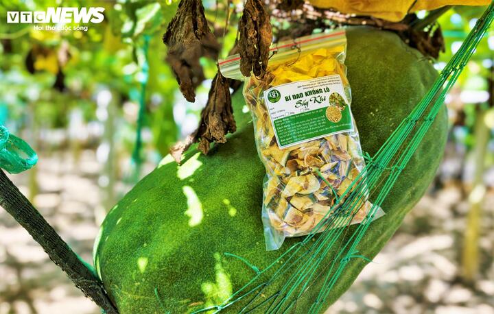 Cũng theo người dân làng Chánh Trạch, mặc dù có kích thước khổng lồ nhưng loại bí này ăn không ngon như các loại bí thông thường. Từ đó loại bí này có giá dao động khoảng từ 7.000 - 10.000 đồng/kg để cung cấp cho các thương lái mua về làm thuốc, làm nước uống hoặc để làm cảnh...