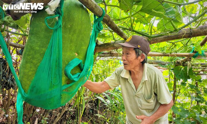 "Bí này không giống bí thường, nó lớn nhanh lắm. Nếu không "mắc võng" đỡ bụng, cuống bí sẽ đứt lìa vì sức nặng chỉ sau một đêm," ông Mười Quỳnh, một nông dân có thâm niên trồng bí đao khổng lồ tại làng Chánh Trạch chia sẻ.