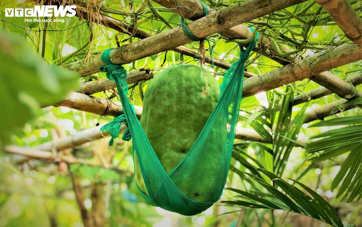 Khi vào mùa, người dân Chánh Trạch phải bỏ ra công sức gấp nhiều lần so với canh tác hoa màu thông thường khác, chăm sóc bí đao khổng lồ như con mọn. Điểm khác biệt lớn nhất chính là hệ thống giàn giáo.