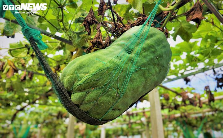 Chiếc võng này được tính toán vừa vặn để nâng đỡ trọng lượng quả, đồng thời phải có độ co giãn để bí tiếp tục phát triển chiều dài và chu vi.