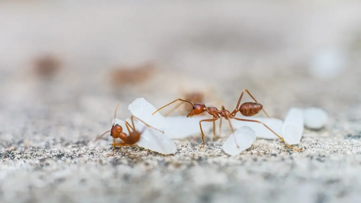 Vụn thức ăn thu hút côn trùng đến làm tổ trong bếp. (Ảnh: Insight Pest)
