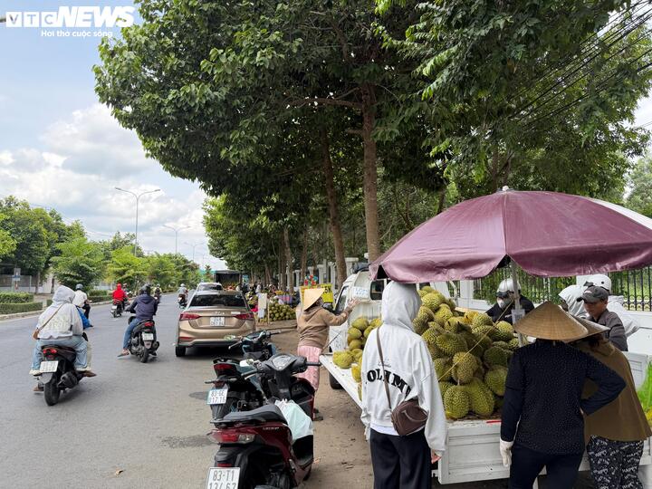 Không chỉ nông dân, nhiều thương lái cũng phải chuyển sang bán lẻ để cầm cự qua giai đoạn khó khăn của thị trường sầu riêng. Những xe sầu riêng dựng sát lề đường, bán theo ký cho khách đi ngang, đang trở thành hình ảnh quen thuộc ở khu vực này những ngày này.