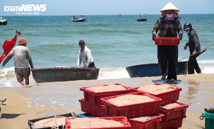 Từ sáng sớm tinh mơ đến tận trưa, hàng chục chiếc thuyền công suất nhỏ nối nhau vươn khơi cách bờ chỉ vài hải lý. Và chỉ sau vài giờ khai thác, tàu nào tàu nấy trở về trong niềm vui được mùa. Các ngư dân đánh giá vụ ruốc biển năm nay mang lại nguồn thu đáng kể, giúp bà con thêm phấn khởi, có động lực bám biển.