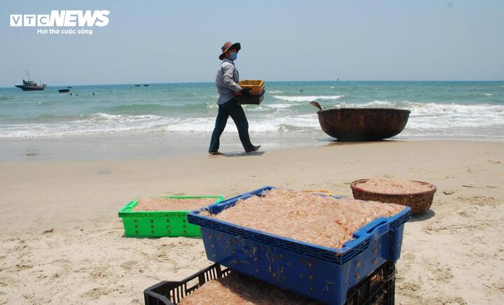 Ông Lê Văn Thiện (56 tuổi, trú xã Duy Nghĩa) cho biết gần 2 tháng nay, đều đặn mỗi ngày, hai cha con ông bắt đầu vươn khơi từ 5h và miệt mài khai thác ruốc cho tới xế trưa. "Trung bình một ngày, tàu tôi thu về khoảng 2 tạ ruốc. Trừ các chi phí như nhiên liệu, hai cha con cũng kiếm được khoảng 2 triệu đồng" - ông Thiện vui vẻ chia sẻ.