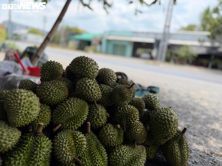 Không bán được cho thương lái, nhiều hộ dân phải mang sầu riêng ra ven đường bán lẻ để gỡ gạc phần nào vốn liếng. (Ảnh: Nguyễn Liến)