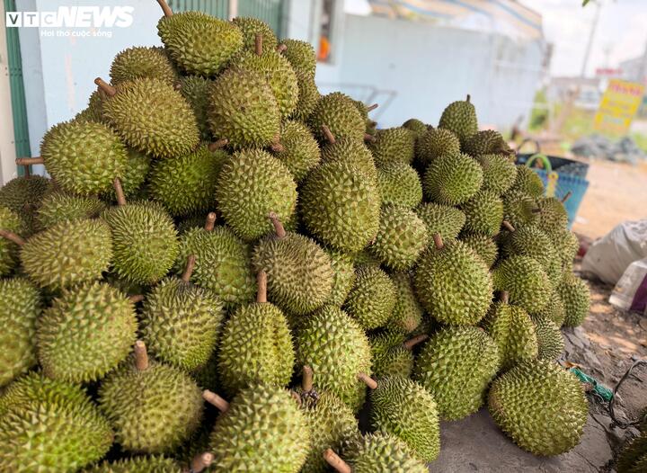 Sầu riêng đối mặt nhiều sức ép từ các tiêu chuẩn kỹ thuật khắt khe của thị trường nhập khẩu.