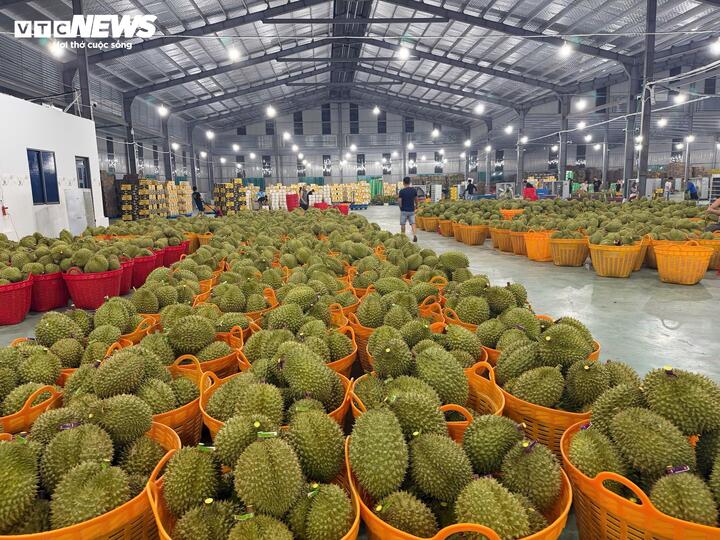 Áp lực từ thị trường xuất khẩu đang buộc ngành sầu riêng phải thay đổi tư duy sản xuất theo hướng minh bạch và truy xuất nguồn gốc rõ ràng.