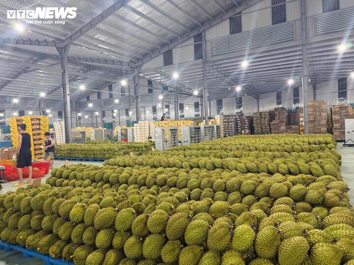 Giá sầu riêng giảm sâu trong lúc hàng xuất khẩu gặp khó trong khâu kiểm nghiệm.