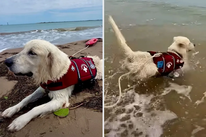 Astro là chú chó cứu hộ được yêu quý trên bãi biển tại đảo South Padre.