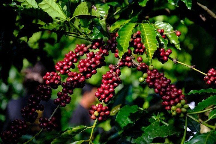 Cây cafe xuất xứ từ Kaffa - vùng cao nguyên Ethiopia thuộc Đông Phi.