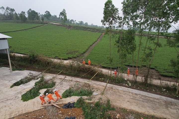 Nhân viên điện lực xử lý phát quang hành lang lưới tuyến tại Lào Cai.