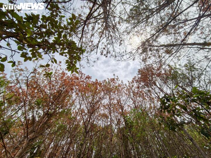 Cả một vạt rừng thông bị kẻ xấu đầu độc, vàng úa.