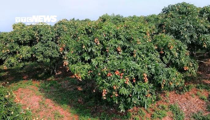 Những cây vải u trứng sai trĩu quả. (Ảnh:TL).