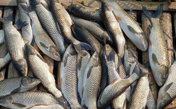 Cá chết trên sông Lam chưa rõ nguyên nhân
