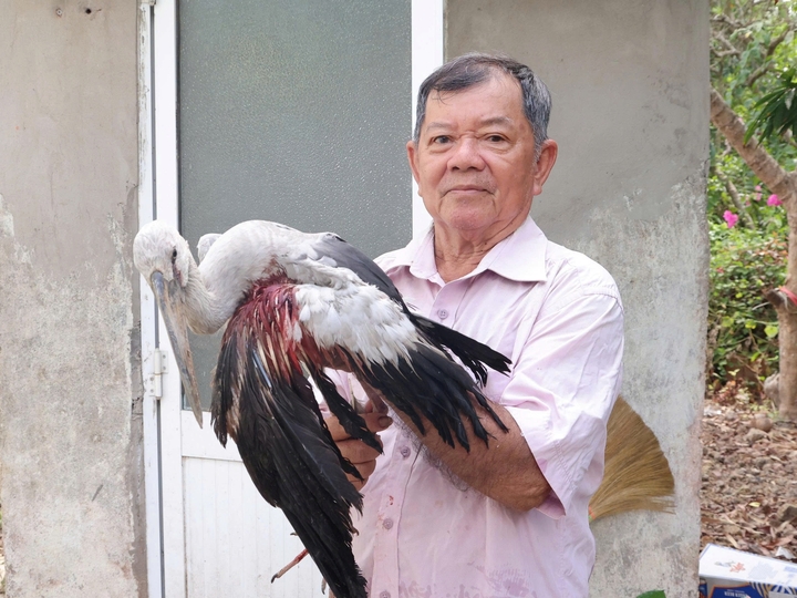 Ông Hai Chìa đang nuôi một số con chim bị thương do nạn săn bắn. (Ảnh: Đ.V)