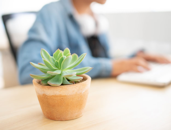 Sen đá là loài cây ưa thích của dân văn phòng. (Ảnh: iStock)