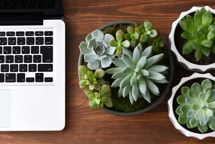 Thời gian lý tưởng để tưới sen đá là khoảng 1-2 tuần/lần. (Ảnh: iStock)