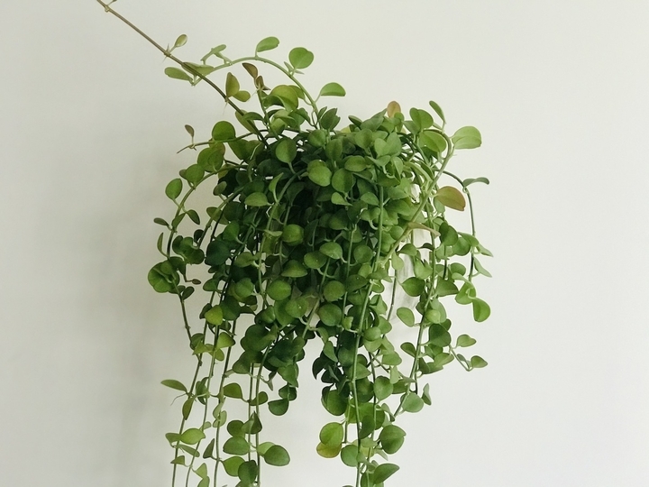 (Ảnh: Thích Làm Vườn)