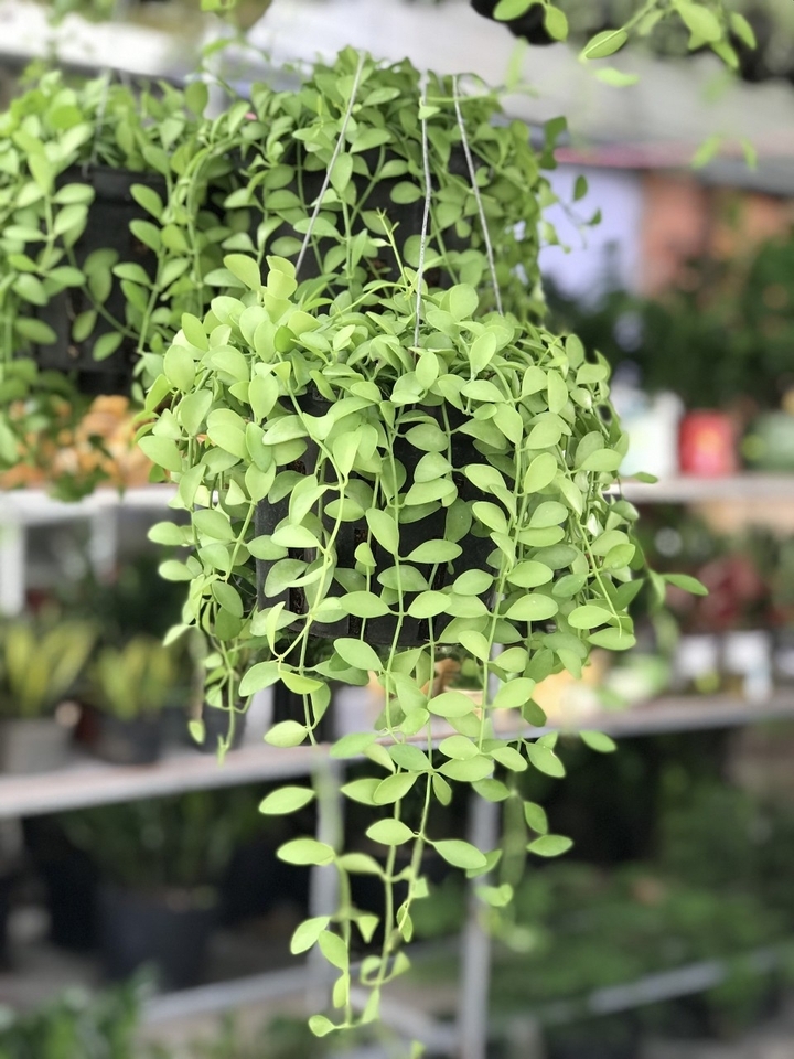 (Ảnh: Cây cảnh Tam Kỳ)