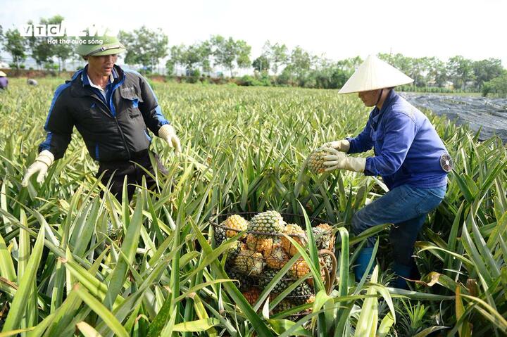 "Dù thời tiết nắng nóng hơn 40 độ C nhưng chúng tôi vẫn phải làm việc bởi dứa đến ngày thu hoạch, không thể chậm trễ. Mỗi ngày tôi thu hoạch được 2 tấn dứa, vất vả nhưng thu nhập cũng đủ để trang trải cuộc sống...", chị Nguyễn Thị Lan (trú xã Quảng Trung, tỉnh Thanh Hoá) chia sẻ.
