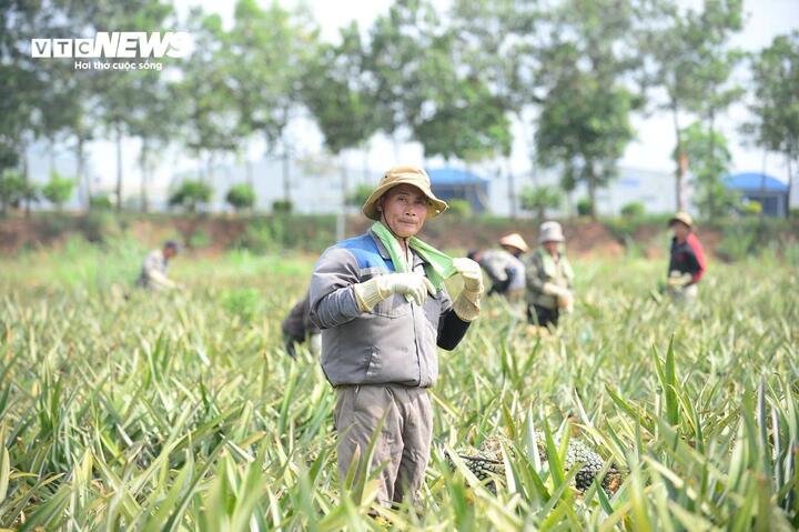 Tại Thanh Hoá, nền nhiệt ngoài trời liên tục ghi nhận vượt ngưỡng 40 độ C, thậm chí cao hơn. Trời nắng nhưng người nông dân xã Quang Trung (Thanh Hoá) vẫn phải vất vả mưu sinh nghề thu hoạch dứa thuê. Hằng ngày họ bắt đầu làm việc từ 6h sáng đến 18h tối, từ cắt dứa, vận chuyển lên xe chở đi tiêu thụ, được ngày công 500-600 ngàn đồng. Họ phải tự trang bị áo chống nắng, khăn ướt... để hạ nhiệt cơ thể trong quá trình làm việc dưới trời nắng như đổ lửa.