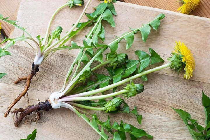 Uống nước lá bồ công anh có tác dụng thanh nhiệt, giải độc và hỗ trợ giảm viêm (ảnh minh họa)