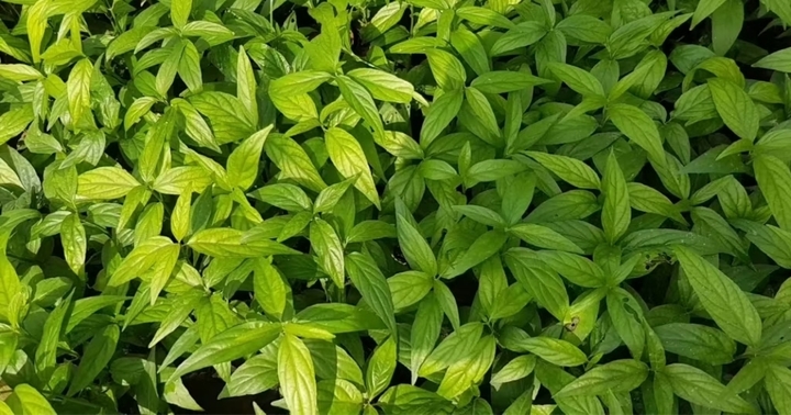 Xương khỉ có tác dụng mát gan, lợi đảm, khử ứ, tiêu thũng, chống đau (Ảnh minh họa)