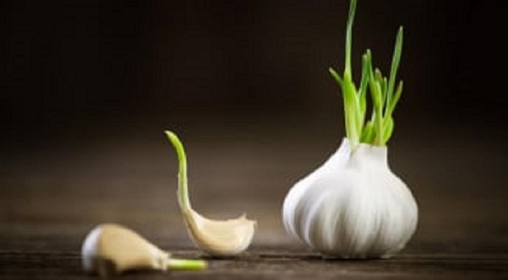 Không nên chọn những củ tỏi đã nảy mầm.