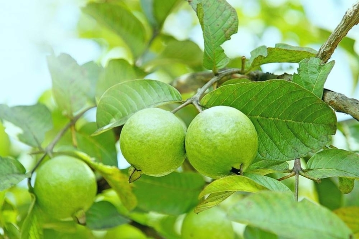 Cây ổi chịu nắng tốt, ít sâu bệnh. (Ảnh: Báo Nông nghiệp và Môi trường)